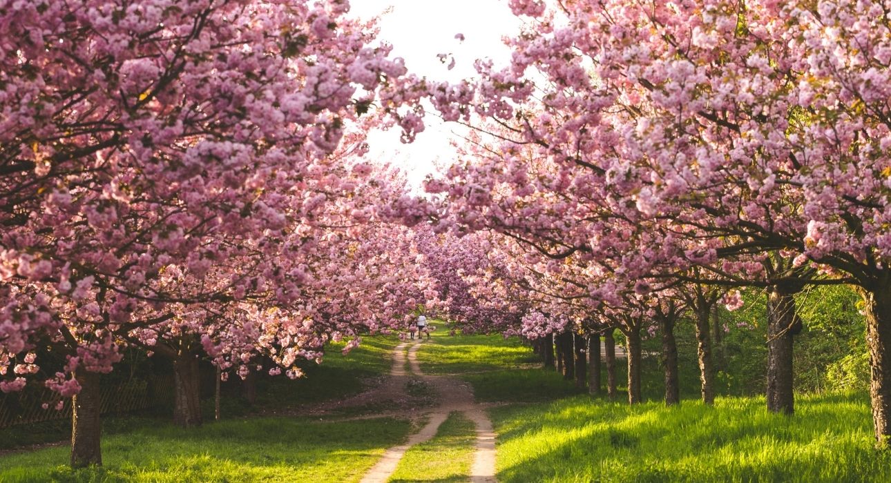 WHEN AND WHERE TO SEE CHERRY BLOSSOMS IN JAPAN