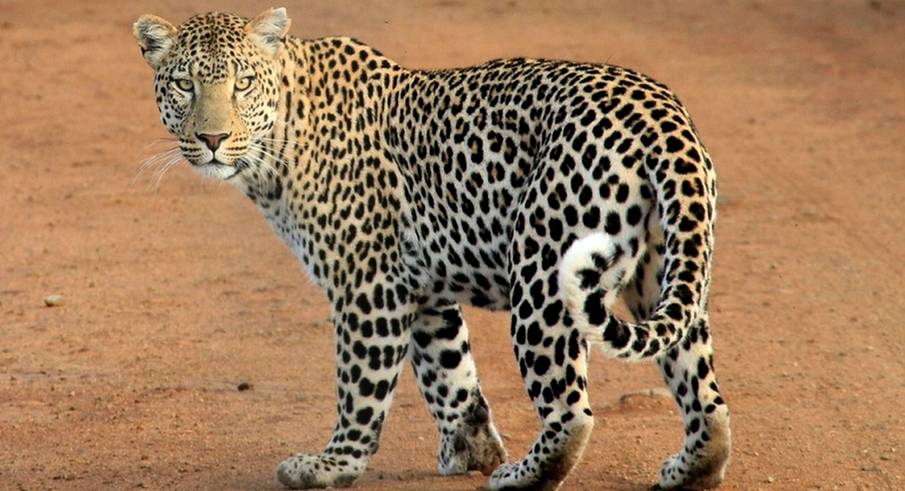JAWAI LEOPARD SAFARI: INTO THE WILD HEART OF RAJASTHAN