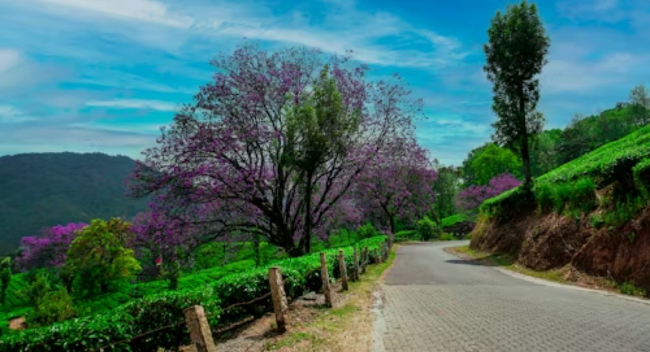 Enchanting Kerala Journey