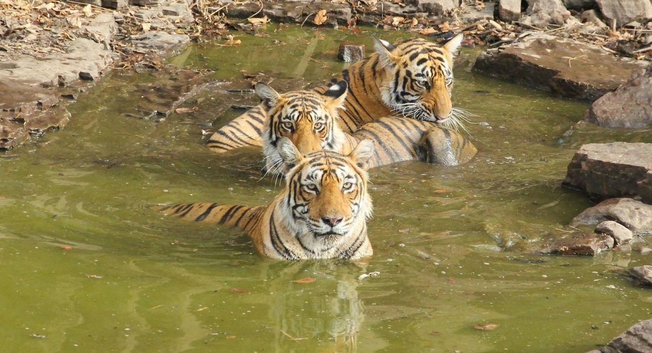 Golden Triangle Tour With Wildlife Trail